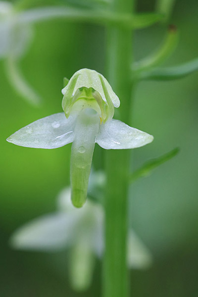Platanthera chlorantha